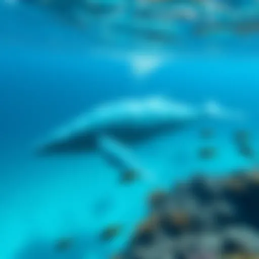An ancient whale swimming gracefully in clear blue ocean waters, showcasing its size and beauty. Surrounding marine life includes smaller fish and coral reefs.