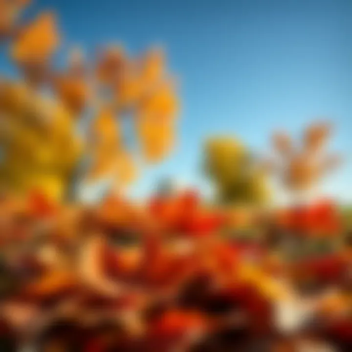 Colorful autumn leaves scattered on the ground with a clear blue sky in Texas